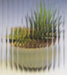 Reed